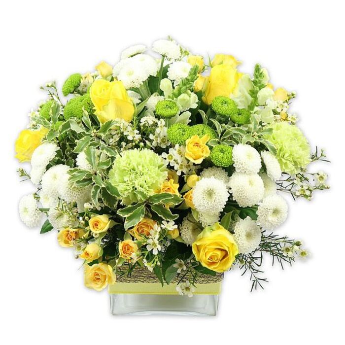 A beautifully proportioned floral arrangement, rich with yellow, white, and green tones, is styled into a compact, dome-like bouquet and set in a clear, square glass vase, isolated against a pure white background. Prominent yellow roses form the central focus: some blooms are fully opened, revealing generous spirals of velvety petals, while others remain in tighter bud, suggesting freshness and continuity. Around these, clusters of yellow spray roses fill any gaps, providing smaller, more delicate versions of the main rose shapes and creating a layered, textured appearance. White pompom chrysanthemums with densely packed, rounded heads are interspersed throughout, lending a soft, pillowy contrast to the sharper rose petals. Bright lime green button chrysanthemums pepper the arrangement with playful, globe-shaped accents that catch the eye and introduce a lively, contemporary green. Larger pale-green blooms, similar to frilly carnations or decorative green mums, add an airy, ruffled texture and gently diffuse the transition between flower and leaf. The foliage beneath and around the blooms is lush and varied: broad, variegated leaves with pale margins, darker green stems that frame the shape, and fine sprigs tipped with delicate, star-like white filler flowers that add a whisper of lightness. The stems inside the vase are neatly aligned, and the vase itself is cinched at the centre with a rustic, natural-looking band-perhaps raffia or bark-topped by a smooth, lime green ribbon that echoes the button chrysanthemums' hue. This arrangement carries an atmosphere of cheerful sophistication, like stepping out from Limehouse DLR into a bright, clear day by the docks. It would be ideal for an intimate dinner in a riverside flat, a small celebration near Ropemaker's Fields, or a heartfelt gift delivered by Flower Delivery Limehouse to brighten someone's week.